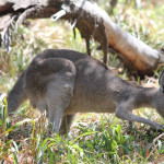Grasendes Känguru am Point Lookout Stradbroke Island Australien