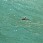 Schildkröte im Wasser am Point Lookout Stradbroke Island Australien