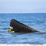leichtwindkite-im-wasser-x19-von-spleene-relaunch
